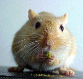 gerbil1 Gerbiling: Is It Possible?